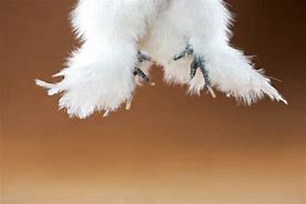 Image result for Silkie Chicken Feet