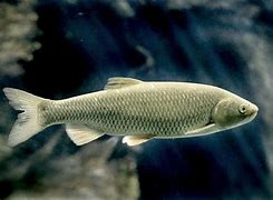 Image result for Cypriniformes