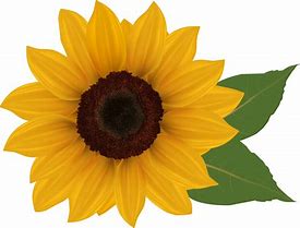 Image result for Sunflower Image Clip Art No Background