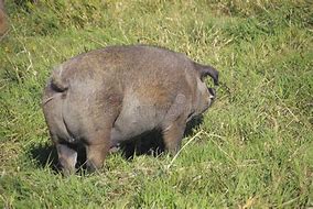 Image result for Hog or Swine