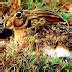 Image result for Tehuantepec Jackrabbit