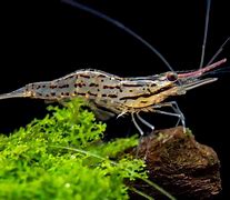 Image result for Prawn Water