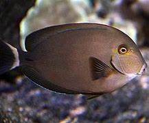 Image result for Acanthurus Blochii