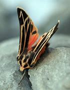 Image result for Tiger Moth Insect