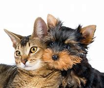 Image result for Cat EA/RD Dog