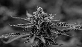 Image result for BC Kush Strain