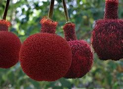 Image result for African Bean Tree