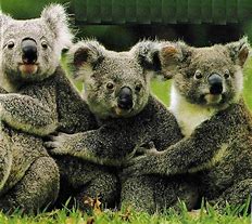 Image result for Beautiful Koala Bear