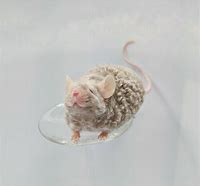 Image result for Texel Mouse