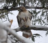 Image result for Ontario Birds of Prey