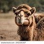 Image result for Halloween Camel Images