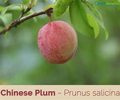 Image result for Chinese Green Plum