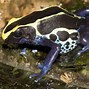 Image result for Orange and Black Poison Dart Frog