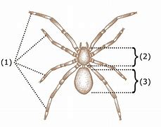 Image result for Spider Form