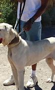 Image result for Naga Shourya Dog Breed