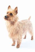 Image result for Popular Small Terrier Breeds