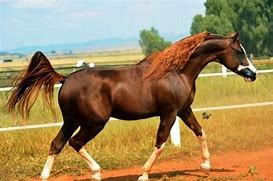 Image result for Liver Chestnut Horse