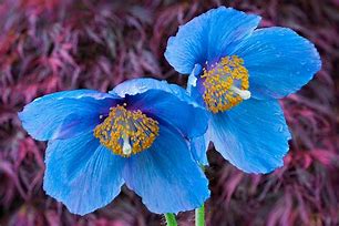 Image result for blue poppies