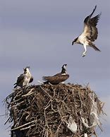 Image result for Pacific Osprey