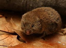 Image result for Meadow Vole and Woodland Volvo