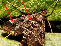 Image result for European Moth