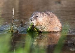 Image result for Dry Muskrat