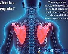 Image result for Winged Scapula Causes