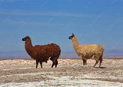 Image result for Desierto De Chile