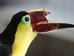 Image result for Toucan Life Cycle