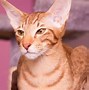 Image result for Red Haired Cat