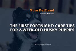 Image result for 2 Week Old Huskies