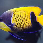 Image result for Black Angelfish Saltwater