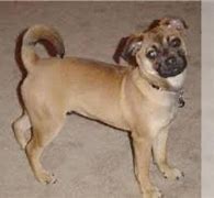 Image result for Pug Rat Terrier