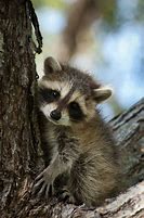 Image result for Baby Raccoon Dog