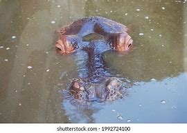 Image result for Cartoon Hippo Coming Out of Water