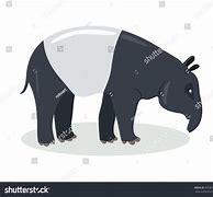 Image result for Cute Malayan Tapir