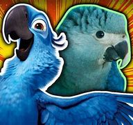 Image result for Blue De Rio