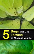 Image result for Lettuce Bugs