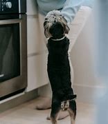 Image result for Dog Standing Up Next to Man Cooking