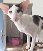 Image result for Goblin Cat Breed