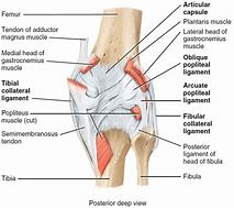 Image result for Knee Labeling