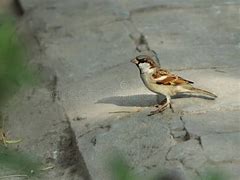 Image result for Male House Sparrow Bird