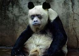 Image result for Panda Monkey