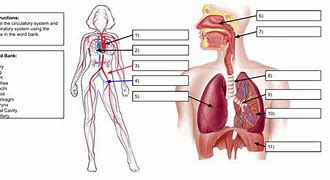 Image result for Label of the Circulatory System