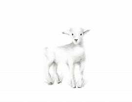 Image result for Baby Lamb Sketches