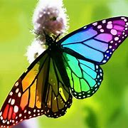 Image result for Pretty Butterfly Wings