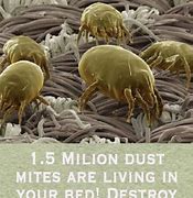 Image result for Skin Mites On Humans