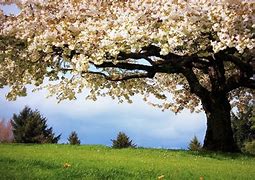 Image result for Think Spring Screensavers