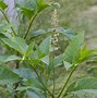 Image result for Poke Berry Plants