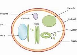 Image result for Yeast Diagram